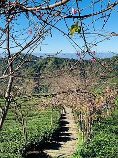 八卦茶園