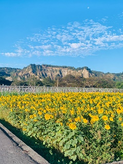 八卦茶園