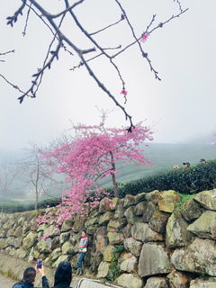 八卦茶園