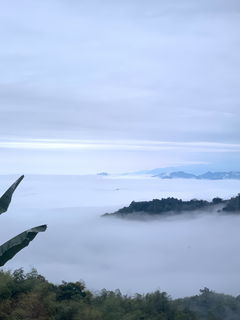 八卦茶園