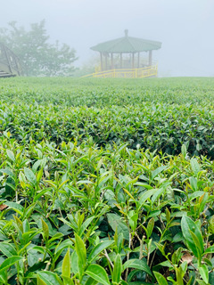 八卦茶園