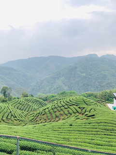 八卦茶園