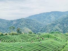 八卦茶園