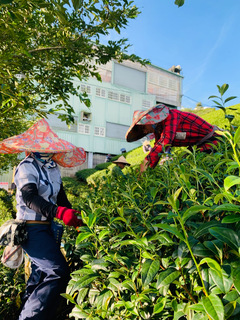 八卦茶園