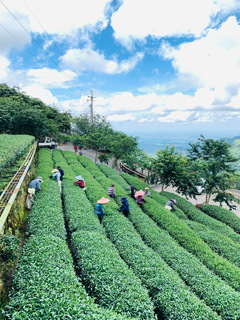 八卦茶園