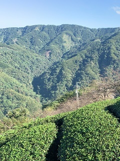 八卦茶園