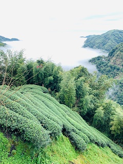 八卦茶園