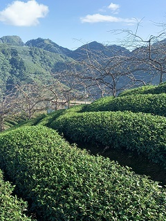 八卦茶園