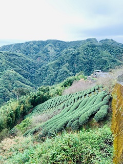 八卦茶園