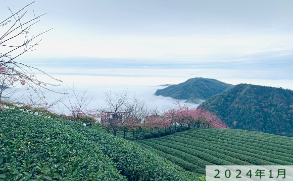 八卦茶園