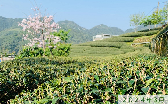 八卦茶園