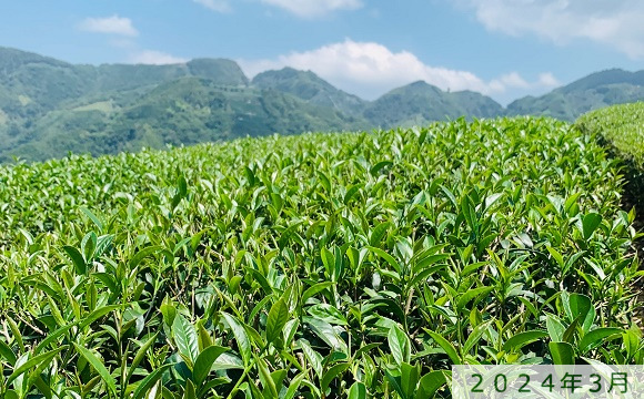 八卦茶園