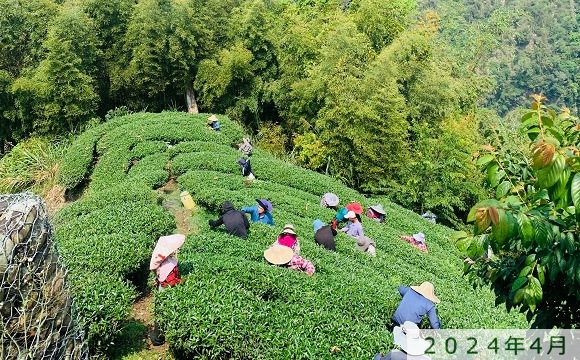 八卦茶園