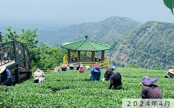 八卦茶園